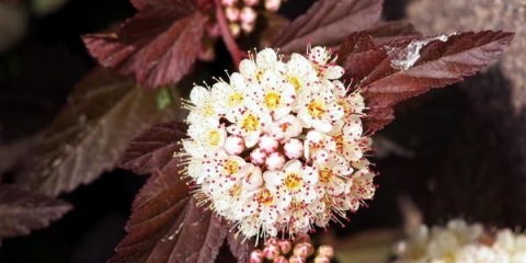 Živa ograda od mjehurića: kako posaditi, fotografija